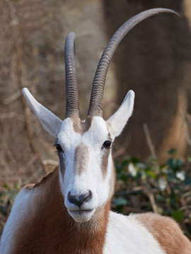 Scimitar-horned oryx (Oryx dammah)
