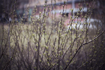 branches with leaves and buds 