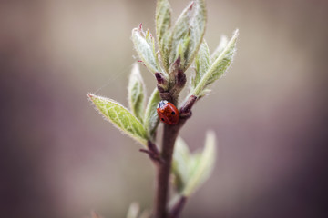 lady bug on the first leaves