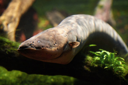 Electric eel (Electrophorus electricus)