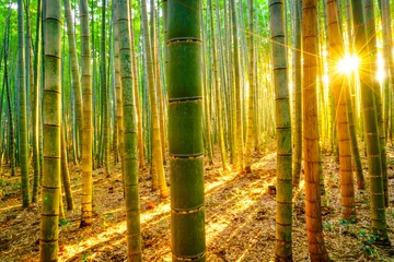 Gardinen Bambuswald mit sonnigem Morgen © jannoon028