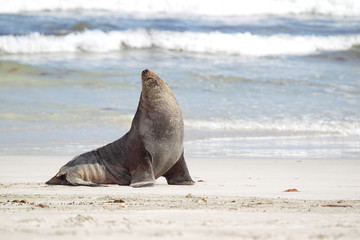 Australischer Seelöwe (Neophoca cinerea)