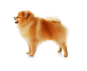 Fluffy red Pomeranian dog 