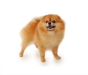 Fluffy red Pomeranian dog 