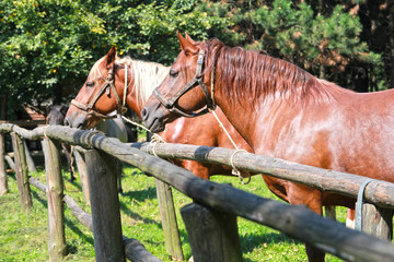 Konie w zagrodzie wiejskiej