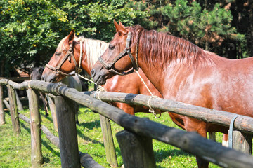 Konie w zagrodzie wiejskiej © anabel78