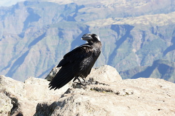 White-necked raven in Simien mountains. Ethiopia