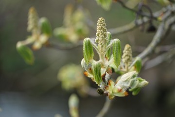 Frühlingserwachen: Kastanienblüte am Fluss