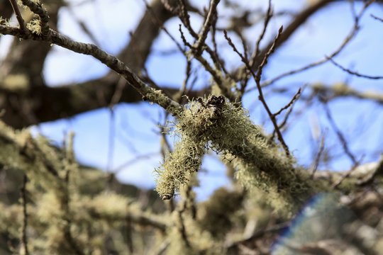 Struppige Bartflechte, Usnea hirta - La Gomera