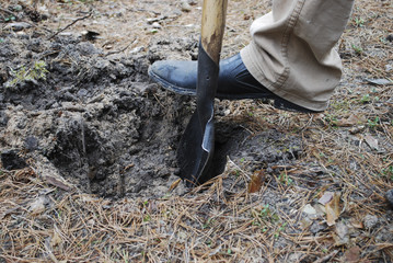 Men's foot on a shovel, dig a hole. Work in the garden.