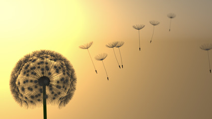 Pusteblume Silhouette