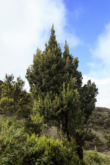 Baumheide - La Gomera (erica arborea)