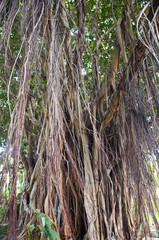 large wood roots