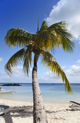 Palm trees on tropical island