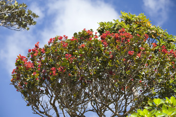 Fototapeta na wymiar tropical tree with leaves, red on the ends of branches (Photinia), Mauritius