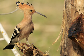 Abubilla