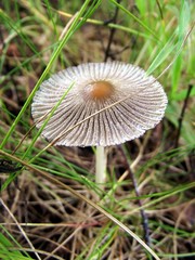Inedible mushroom
