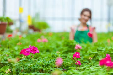 Florists woman working with flowers at a greenhouse. Springtime