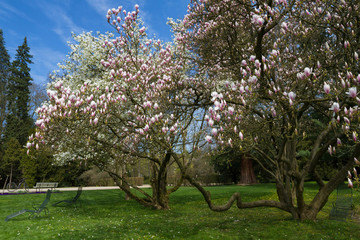 Fototapeta na wymiar Magnolia trees in early spring