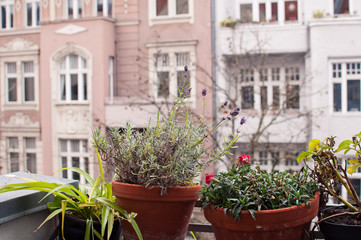 Window view: european houses seen from balcony, plants and flowers on balcony railings