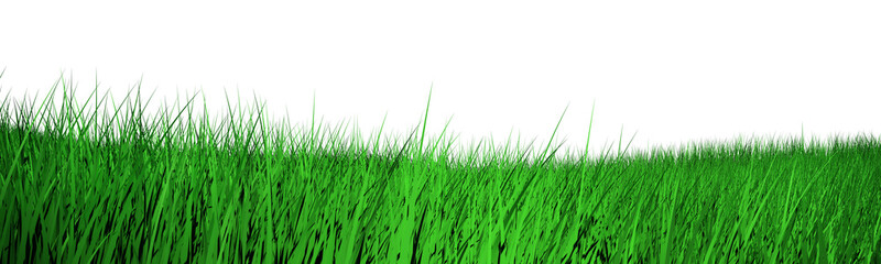 3d grass isolated on white background