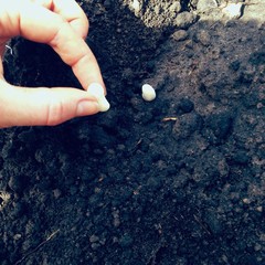 puting seeds into soil