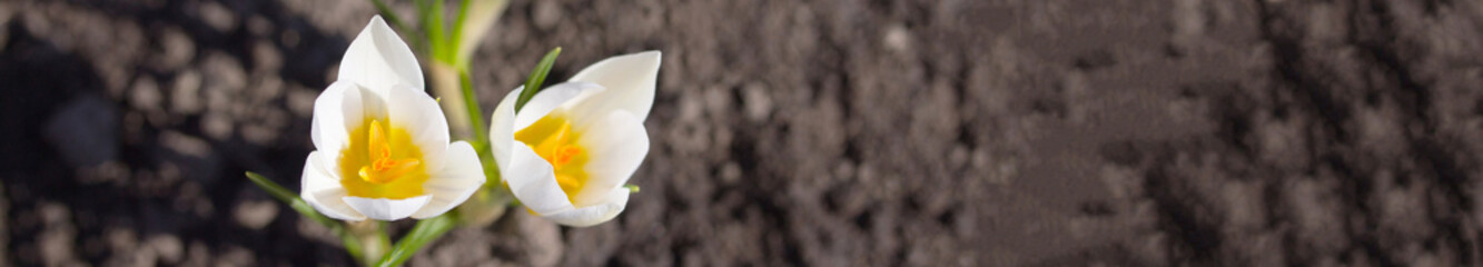The awakening of nature, Earth Day. White crocus on background z