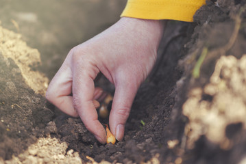 Woman seeding onions in organic vegetable garden
