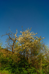 Panorama montano, montagne innevate, montagne in primavera, paesaggio primaverile