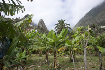Fototapeta premium Flowering sycamore on the island of La Gomera, the Canaries