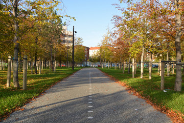 carril bici bajo los árboles