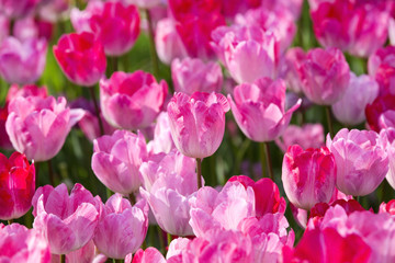 bed of tulips growing in spring garden tulips