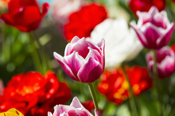 bed of tulips growing in spring garden tulips