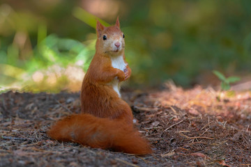 Squirrel forest model
