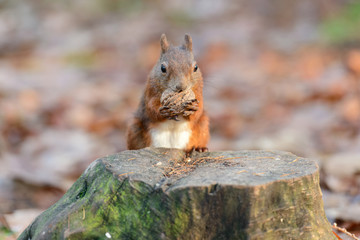 The squirrel found a walnut on the stump