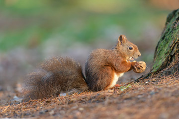 Naklejka na ściany i meble Wide-eyed squirrel with a walnut in the tree