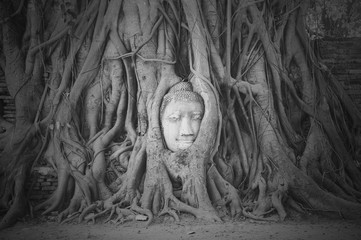 The head of ancient buddha statue in the tree roots,Thailand in