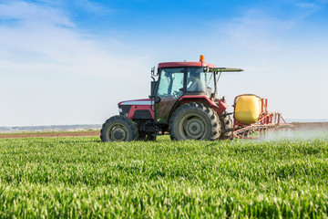 Naklejka premium Farmer spraying green wheat field