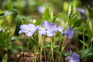 periwinkle flowers