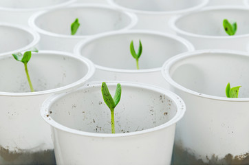 Young green plant seedlings in plastic white pots.
