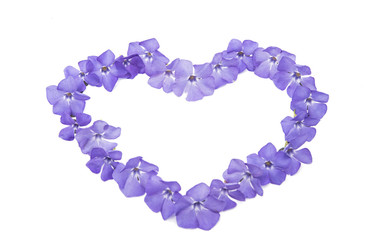 Obraz premium blue flower periwinkle isolated