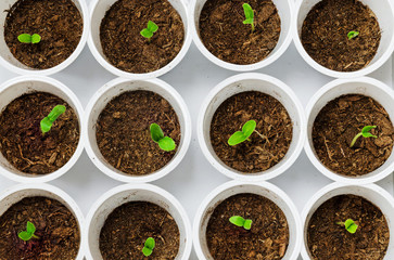 Young green plant seedlings in plastic white pots.