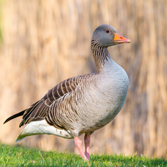 Graugans (Anser anser) im Porträt