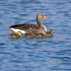 Graugans (Anser anser) Gössel Küken