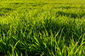 Agricultural landsaple, arable crop field