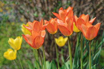 Colorful tulips directly beside a sidewalk in Mannheim in Germany.