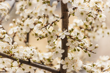 Flowering branch of cherry