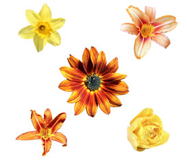 Fototapeta premium Set of flowers yellow narcissus, tulip, decorative sunflower and daylilies