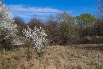 Meadow with a blossoming tree in the spring