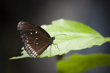 Schmetterling auf dem Blatt